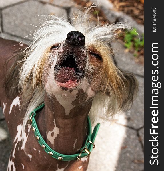 This is an image of a Chinese Crested Hairless Khala.