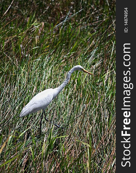 Great Egret Ardea Alba in a Billabong in Kakadu Nationa Park, Northern Territory, Australia. Great Egret Ardea Alba in a Billabong in Kakadu Nationa Park, Northern Territory, Australia