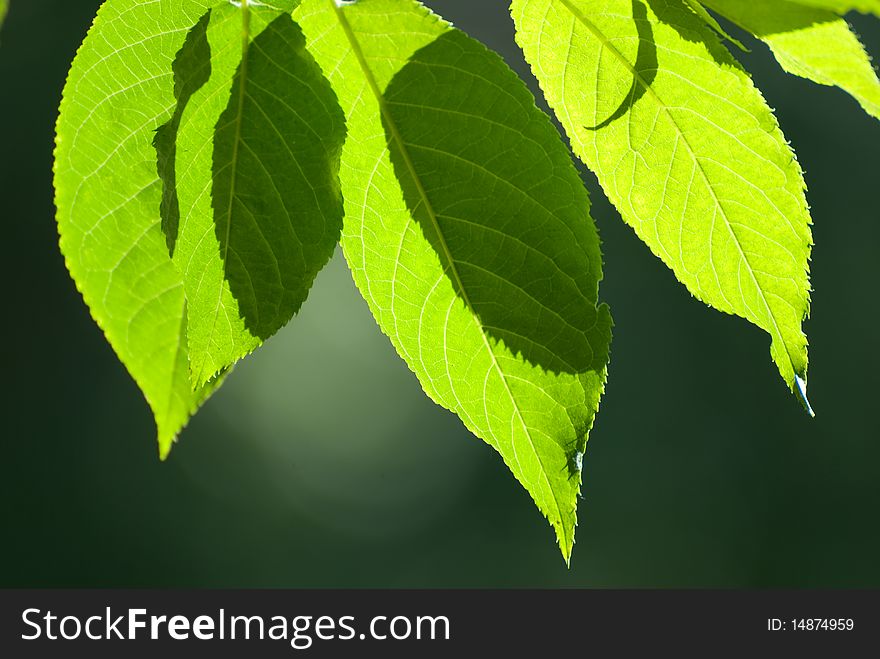 Beautiful leafs in sunlight on the sky