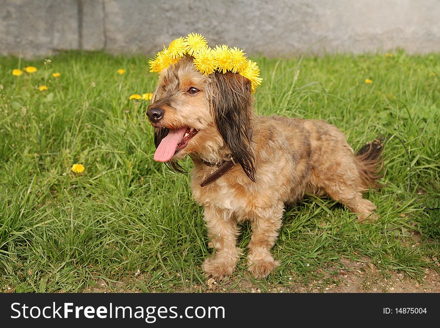 Dog in garland of yellow flower