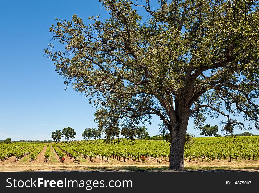 Black oak tree and vineyard in Shenandoah Valley, California. Black oak tree and vineyard in Shenandoah Valley, California.