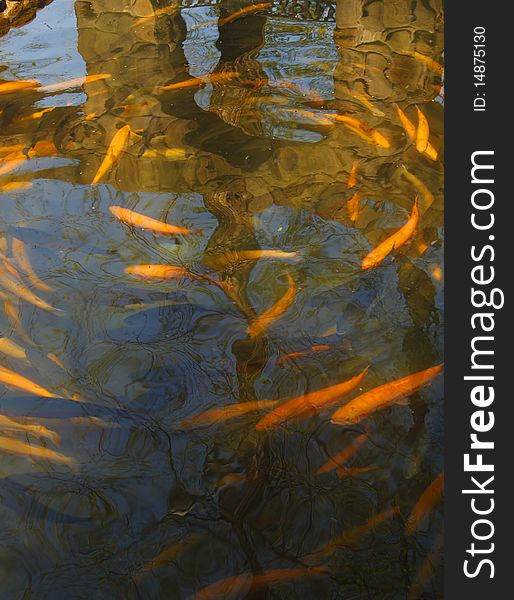 Photo of a pond full of colorful trouts. Photo of a pond full of colorful trouts