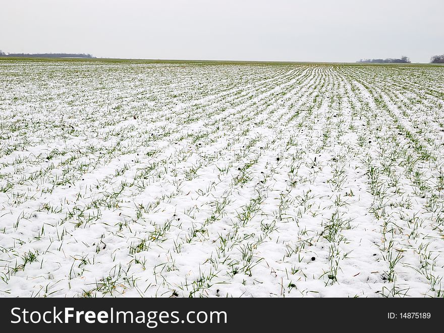 Young wheat sprouts through snow. Young wheat sprouts through snow