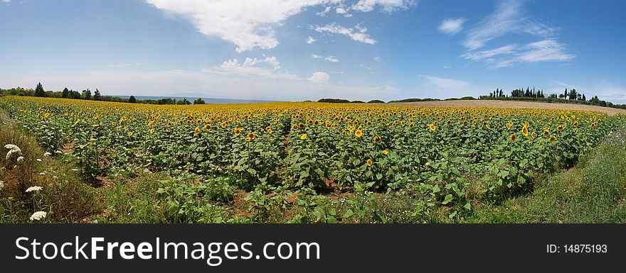 Meadow With Sunflowers