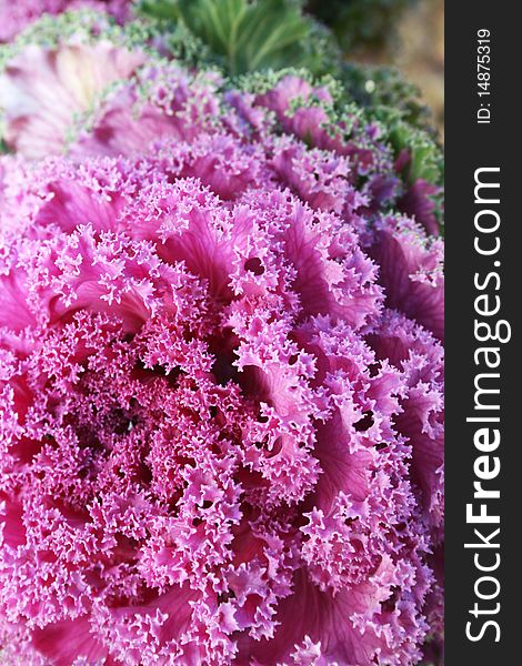 Decorative pink cabbage flower vertical picture. Decorative pink cabbage flower vertical picture.