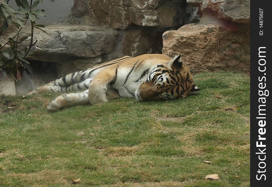 The tiger is sleeping on lawn. The tiger is sleeping on lawn