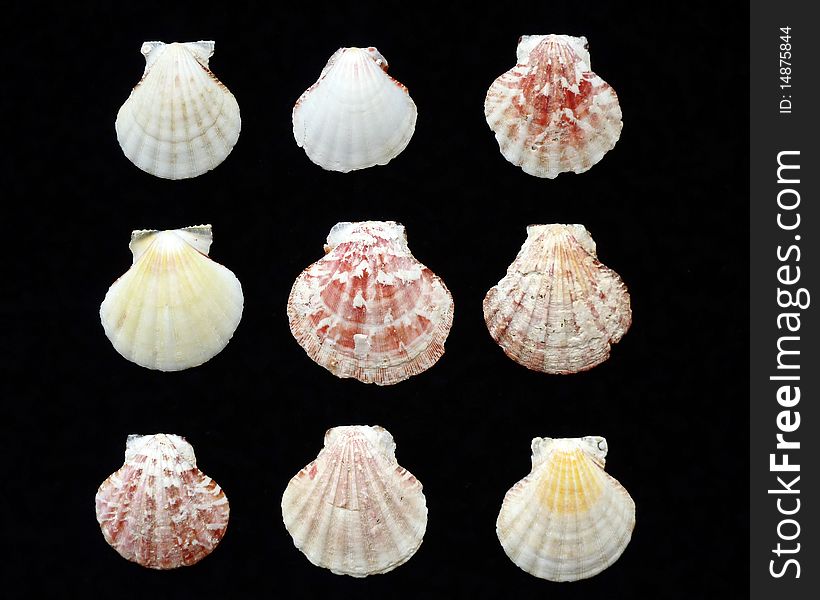 Variety of sea shells on black background