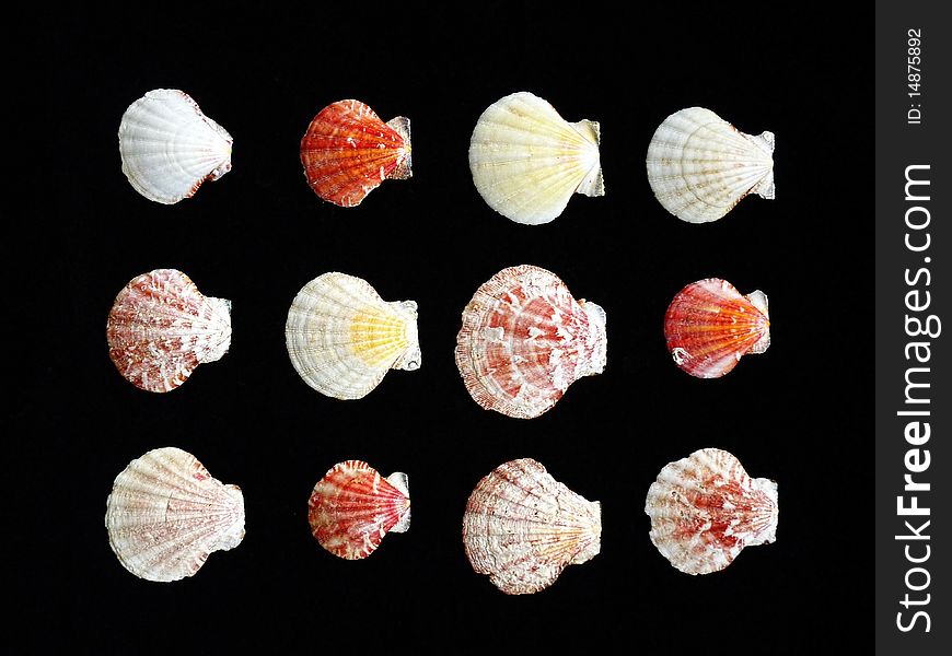 Variety of sea shells on black background