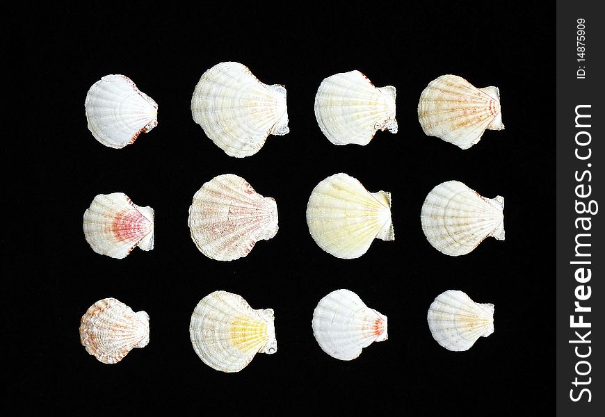 Variety of sea shells on black background