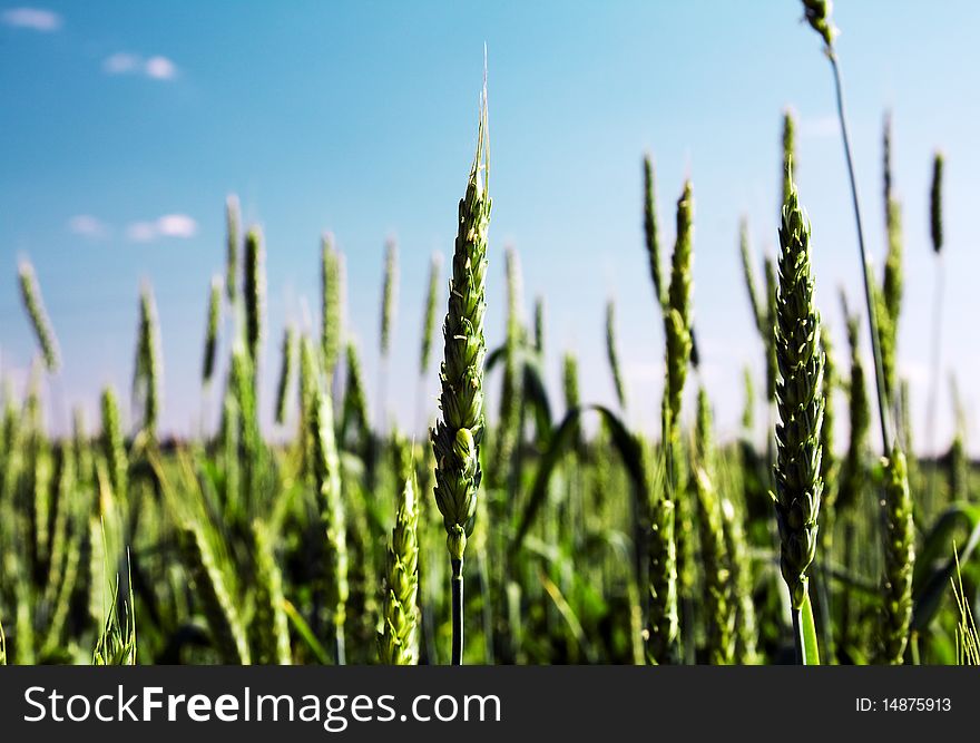 Field with grain plants of green colour (not ripened ears of a plant)