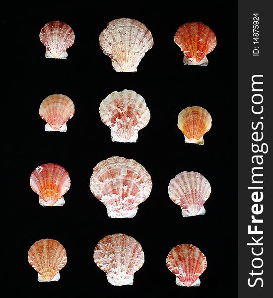 Variety of sea shells on black background