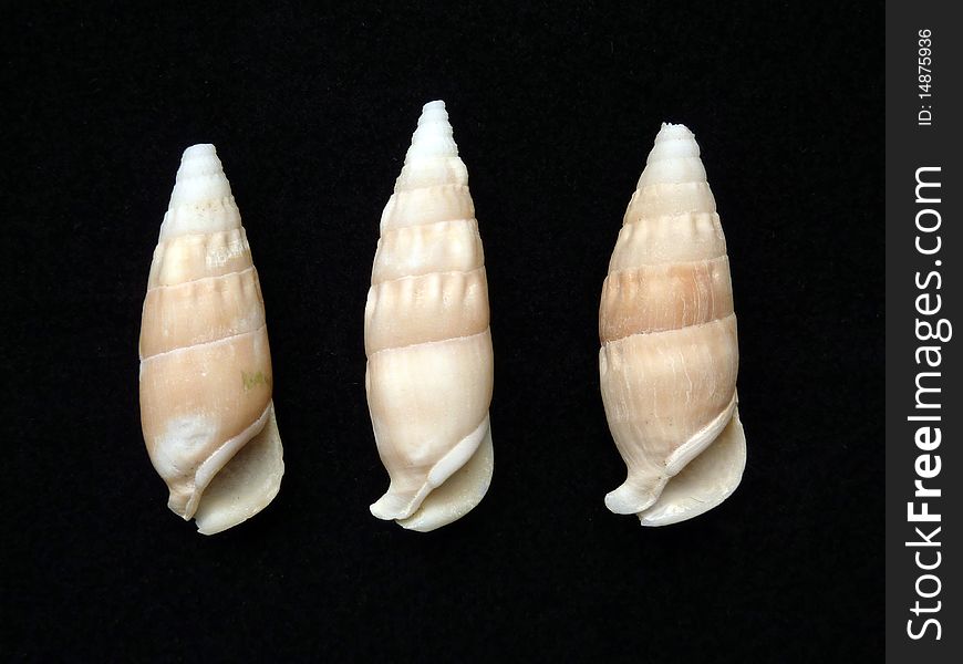 Three sea snails closeup on black background