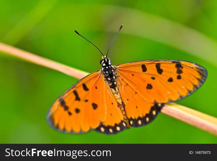 Orange Butterfly on the mountain