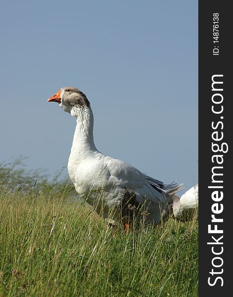 The leader of herd of geese protects the baby birds