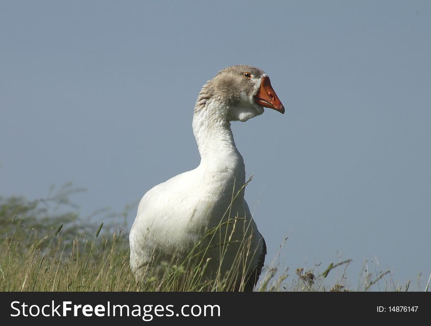 The leader of herd of geese protects the baby birds