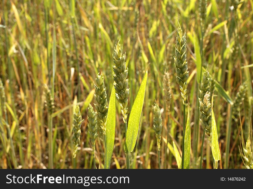 Young wheat separate ears on an extensive field. Young wheat separate ears on an extensive field