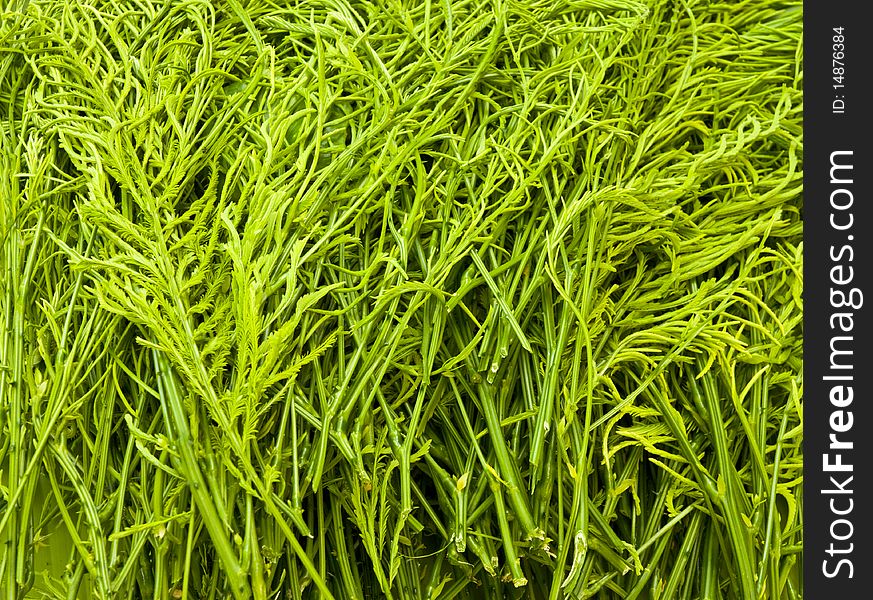 Green vegetable from gaden for background
