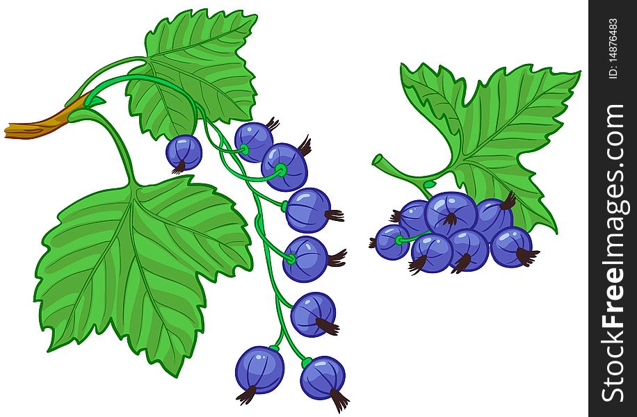 Isolated illustration of currant branch