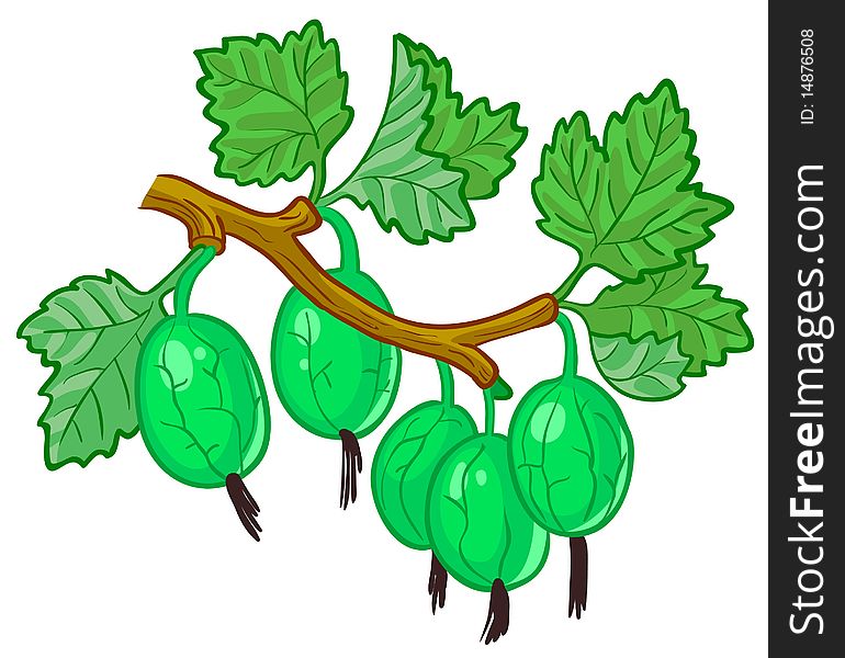 Isolated illustration of gooseberry branch