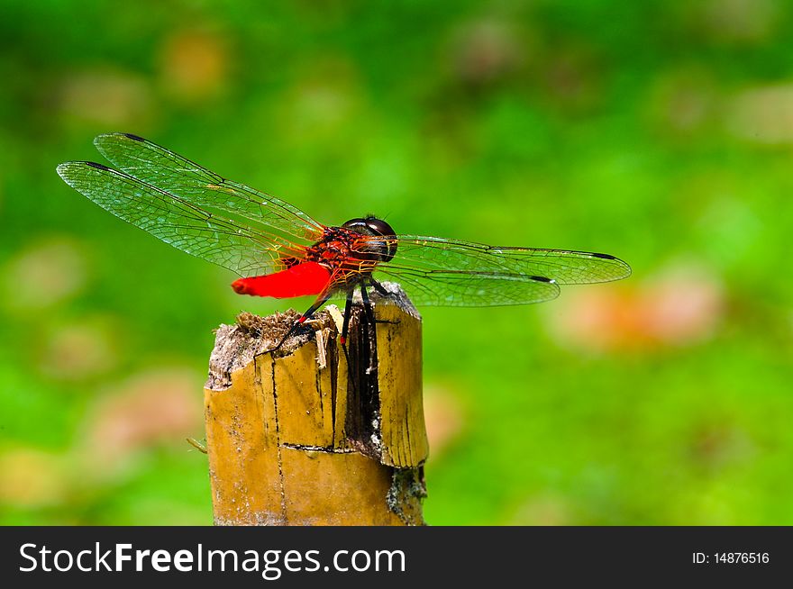Red Dragonfly at a garden