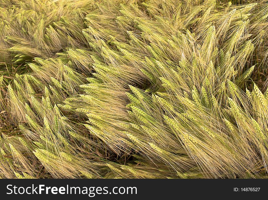 Wheat harvest in the ear before. Wheat harvest in the ear before.