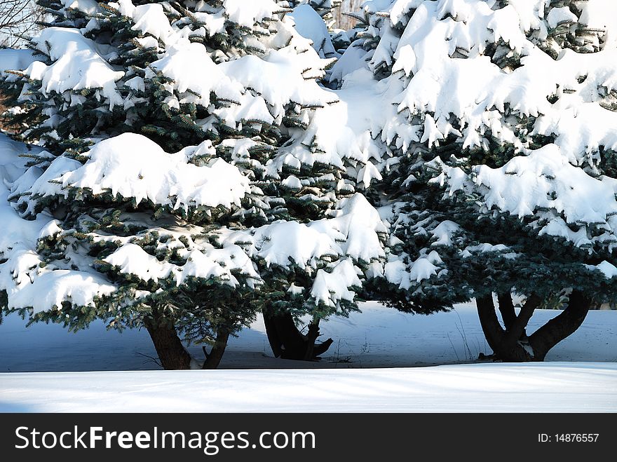 Background from a fur-tree covered with snow