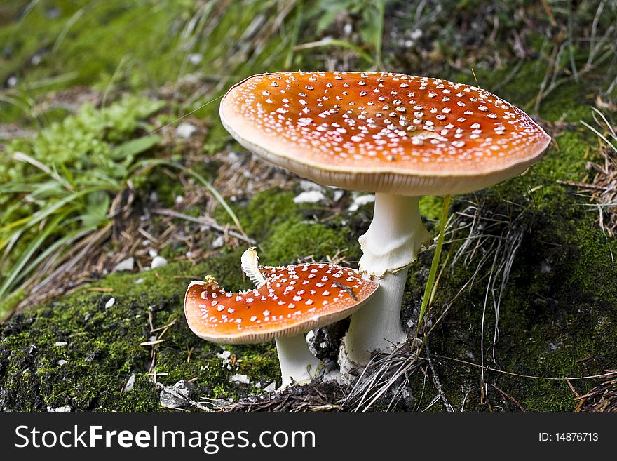 Red mushroom named snake hat for medicine used