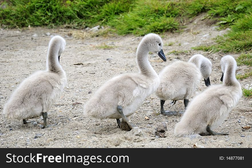 Young swan chicks on the lake bank