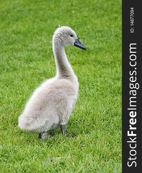 Young swan portrait on green grass