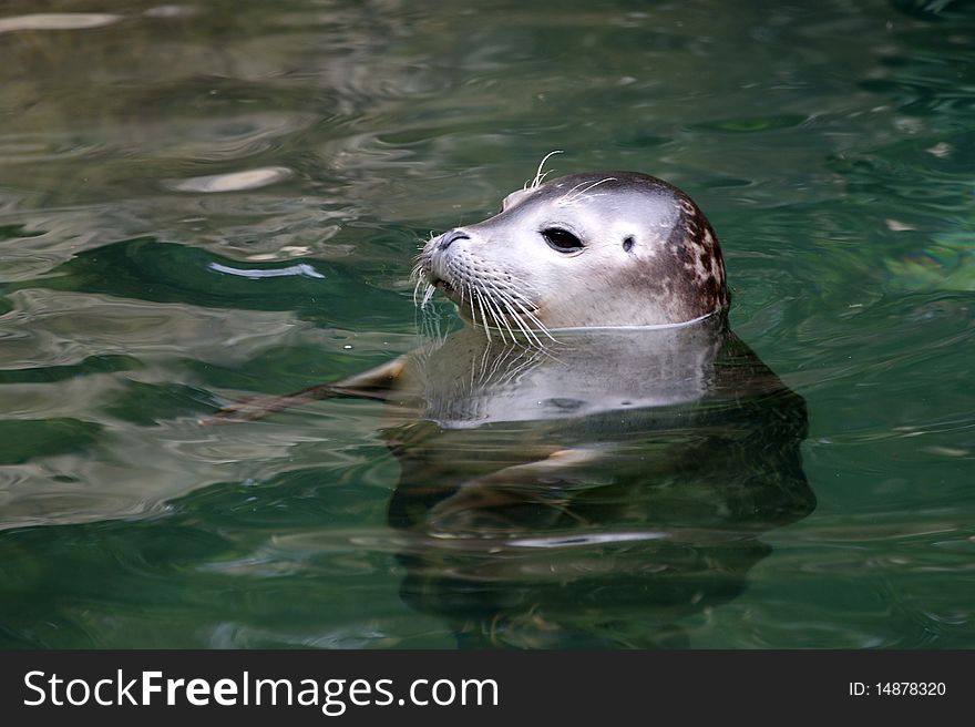 Large picture seal in the water, zoo, Zurich, Switzerland