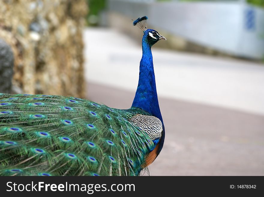 Beautiful peacock closeup, zoo, Zurich, Switzerland