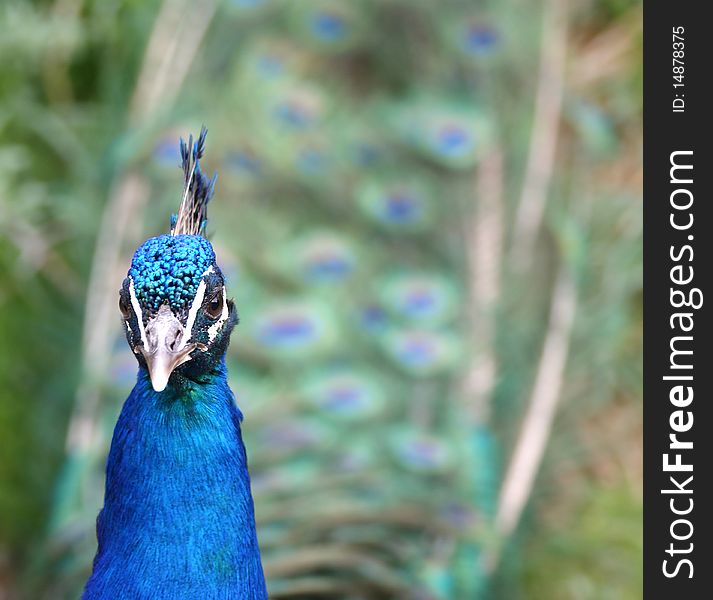Beautiful peacock closeup, zoo, Zurich, Switzerland