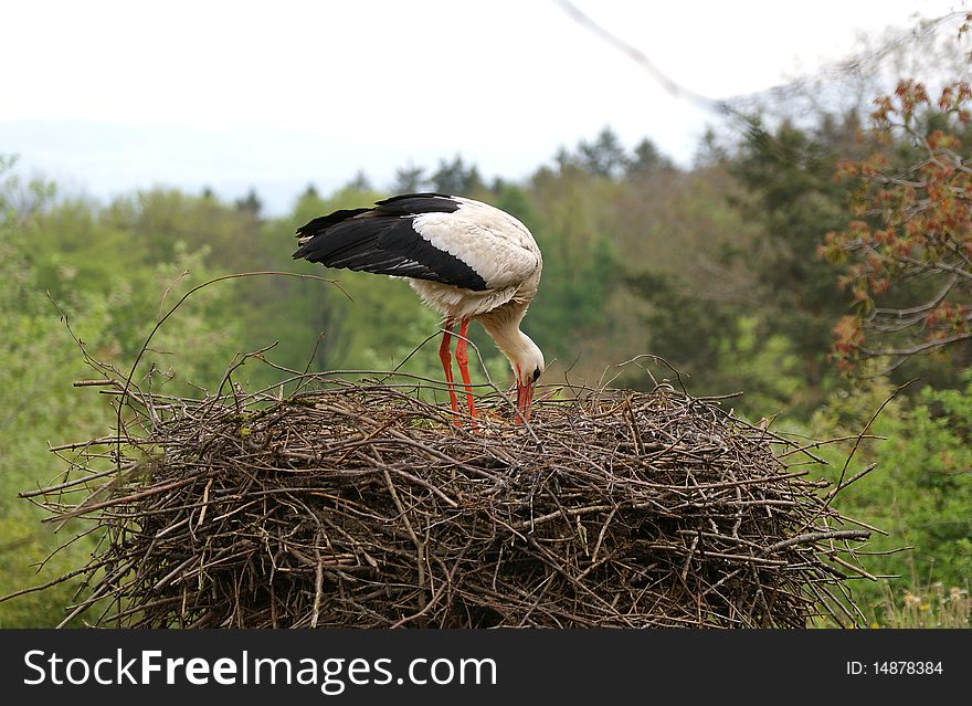 Large white stork in the nest
