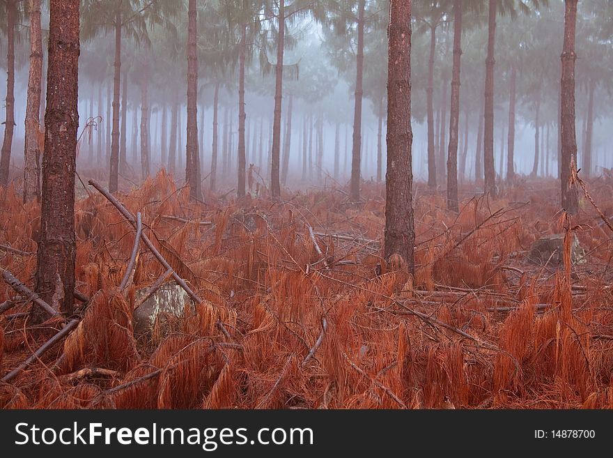 Pine trees in mist