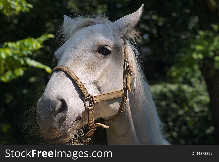 White horse with a harness on the head