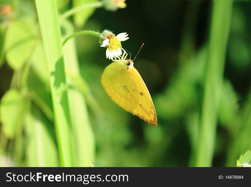 Beautiful Yellow butterfly on small flower