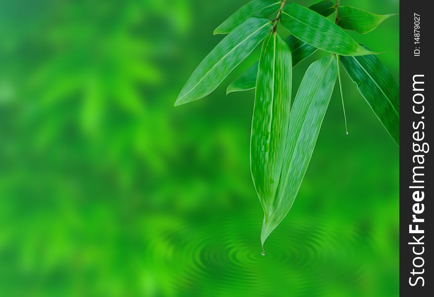 Bamboo leaf with water droplet blended onto a full of bamboo leaf background. a peace, shooting zen and spar image.