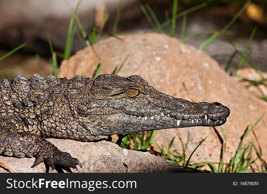 Young crocodile sunning in sun on rock