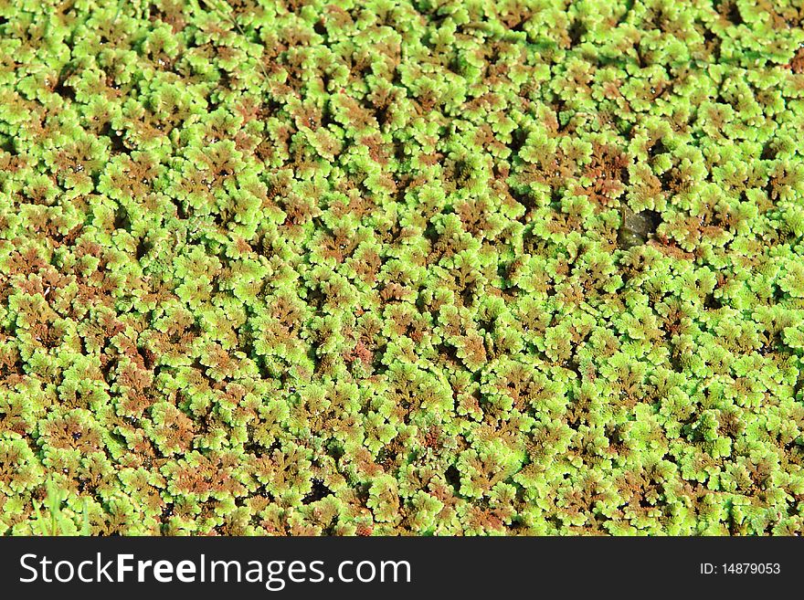 Duckweed in water is aquatic plant