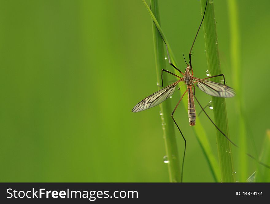 Close up of a crane fly (tipula), or daddy long-legs, holding on to wet grass stems after a rain storm. Nice nature shot with plenty of copy space to the left. Close up of a crane fly (tipula), or daddy long-legs, holding on to wet grass stems after a rain storm. Nice nature shot with plenty of copy space to the left.
