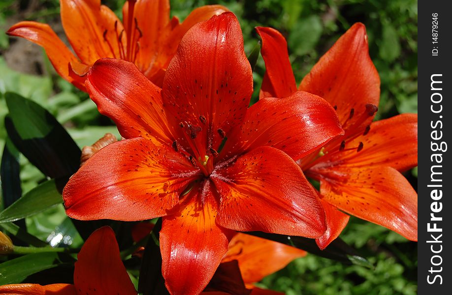 The beautiful orange lily closeup, on the green background