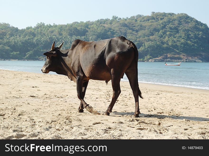 Indian sacred cow on the beach,Goa