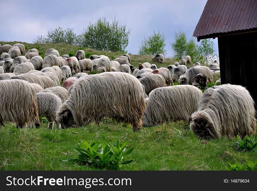 Mountain view of a flock of sheep. Mountain view of a flock of sheep