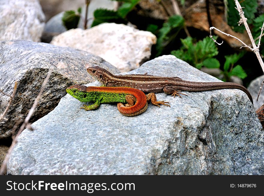 Two colorfull lizards sitting in the sun. Two colorfull lizards sitting in the sun