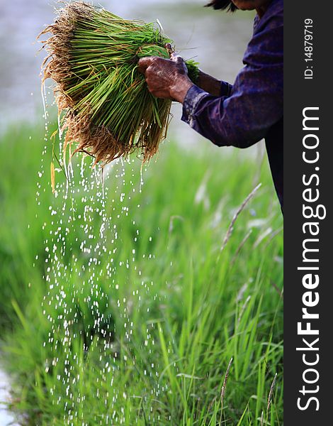 Rice bundle in countryside of Thailand