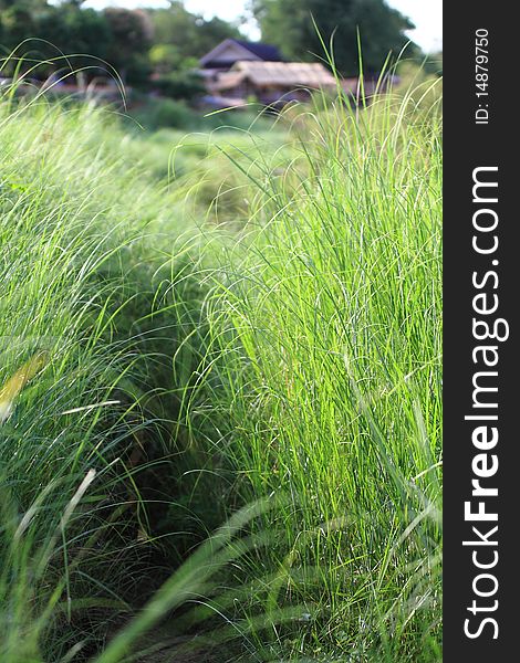 Thai Field Grass