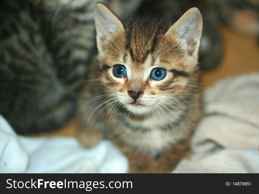 Young blue eyed kitten close focus on face macro