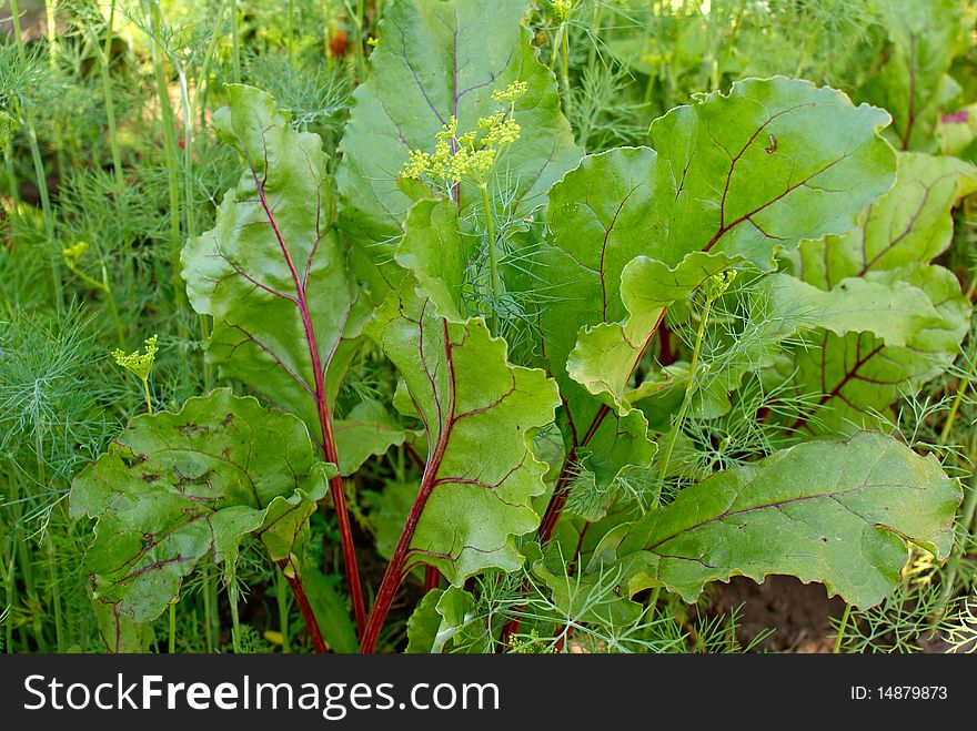 Beet Tops And Dill