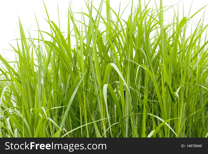 The green grass with white background