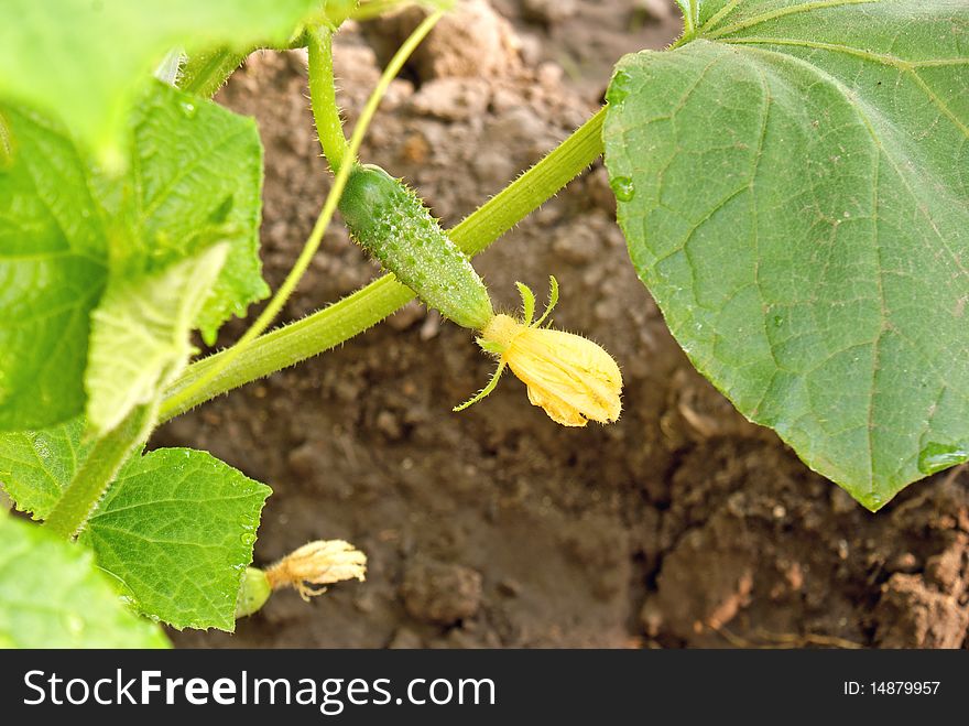 Ovary Cucumber- Vegetables Orchard Crops
